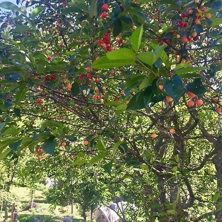 Appartamento Casa Weisstor Con Patio, Giardino E Orti Vista Monte Rosa Macugnaga