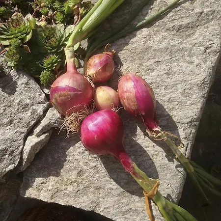 Casa Weisstor Con Patio, Giardino E Orti Vista Monte Rosa Macugnaga