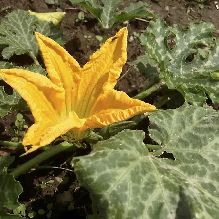 Appartamento Casa Weisstor Con Patio, Giardino E Orti Vista Monte Rosa