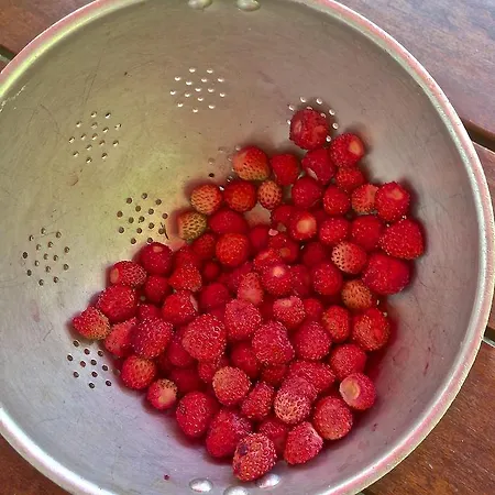 Casa Weisstor Con Patio, Giardino E Orti Vista Monte Rosa Macugnaga
