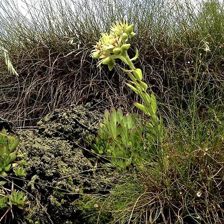 Casa Weisstor Con Patio, Giardino E Orti Vista Monte Rosa