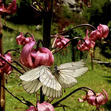 Appartamento Casa Weisstor Con Patio, Giardino E Orti Vista Monte Rosa *