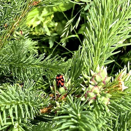 Appartamento Casa Weisstor Con Patio, Giardino E Orti Vista Monte Rosa Macugnaga