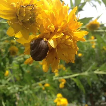 Appartamento Casa Weisstor Con Patio, Giardino E Orti Vista Monte Rosa