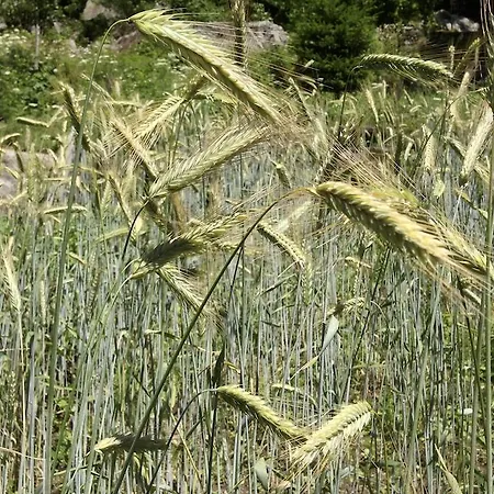 Casa Weisstor Con Patio, Giardino E Orti Vista Monte Rosa Macugnaga