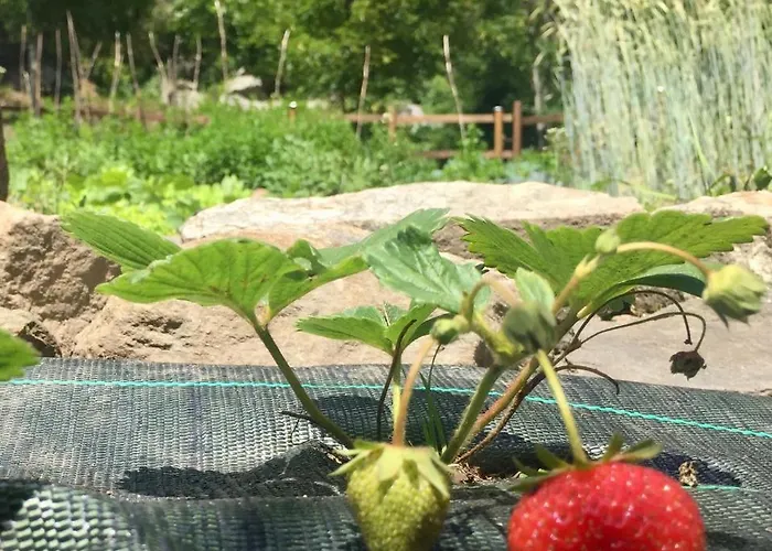 شقة Casa Weisstor Con Patio, Giardino E Orti Vista Monte Rosa ماكوجناجا