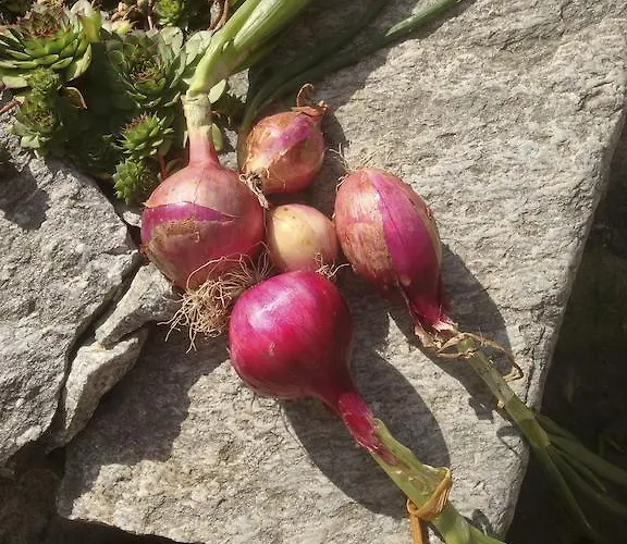 Casa Weisstor Con Patio, Giardino E Orti Vista Monte Rosa ماكوجناجا